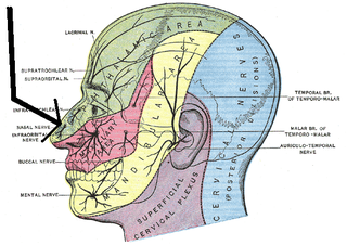 <span class="mw-page-title-main">External nasal nerve</span>