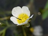 Ranunculus peltatus