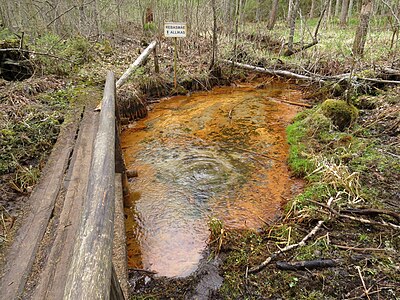 Rebasmäe spring at Ilumäe primeval woodland by KaidiParman