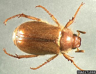 <span class="mw-page-title-main">European chafer</span> Species of beetle