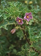 Solanum linnaeanum