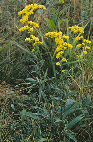 <span class="mw-page-title-main">Goldenrod</span> Index of plants with the same common name