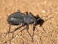 * Nomination Real life, wild moving beetle ;). Tar Darkling Beetle (Somaticus aeneus) in Tsumeb, Namibia. Lycaon 17:50, 29 October 2007 (UTC) * Promotion A little blurry but otherwise good.. Calibas 00:35, 1 November 2007 (UTC)