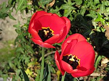 Tulipa gesneriana2.jpg