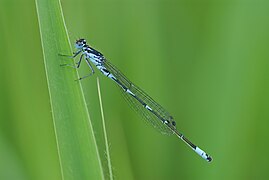 Agrion joli.