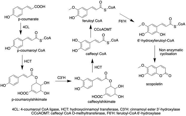 Biosynthetic pathway of Scopoletin