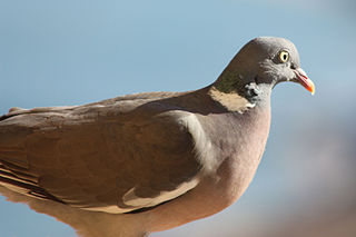 <i>Columba</i> (bird) Genus of birds