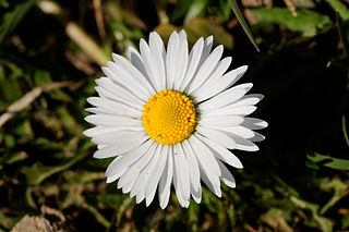 <i>Bellis</i> Genus of flowering plants