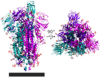 6VSB spike protein SARS-CoV-2 – trimer ze strany a shora, monomery odlišeny barevně