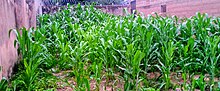 Thumbnail for File:A maize garden.jpg