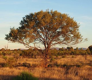 <i>Acacia aneura</i> Species of shrub or small tree