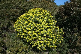 Euphorbia dendroides