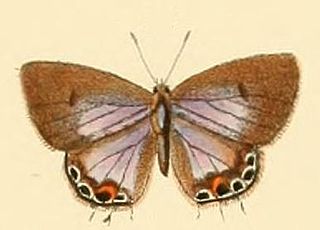 <i>Anthene otacilia</i> Species of butterfly