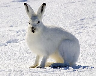 <span class="mw-page-title-main">Leporidae</span> Family of lagomorphs