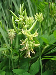 <i>Astragalus glycyphyllos</i> Species of legume