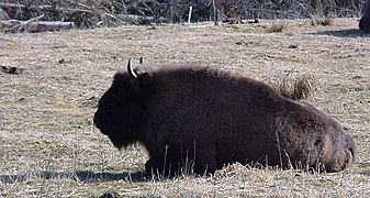 Bison ruminant.