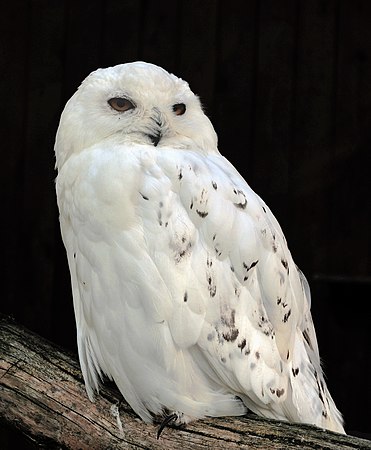 Bubo scandiacus, the snowy owl.