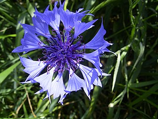 <span class="mw-page-title-main">Cornflower blue</span> Shade of blue