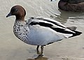 Chenonetta jubata Australian wood duck