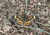 Chlosyne gorgone (gorgone checkerspot) Adult, dorsal view.