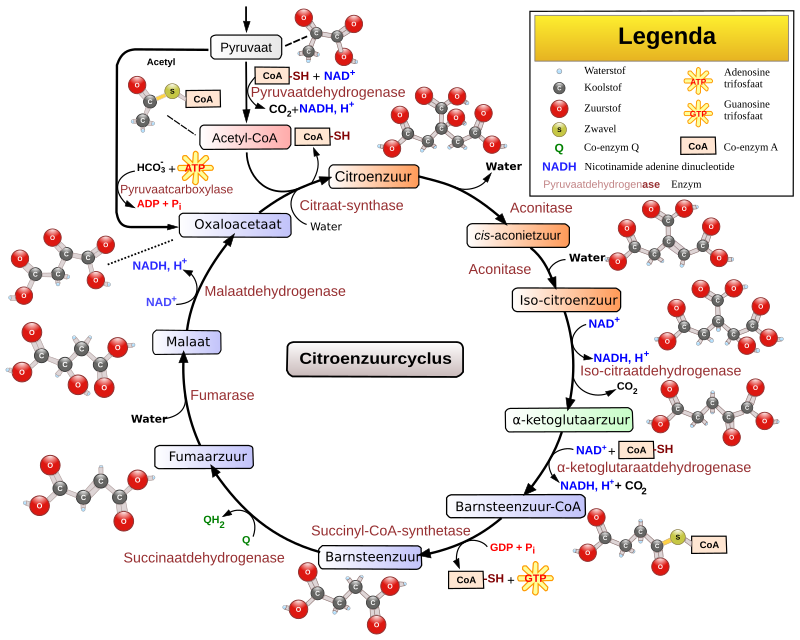 Algemeen verloop van de citroenzuurcyclus