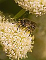 Unidentified bee (Stuttgart, Germany)