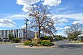 English: Peace Tree at Coonamble, New South Wales