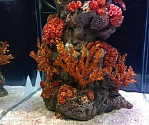 Coral reef aquarium.jpg