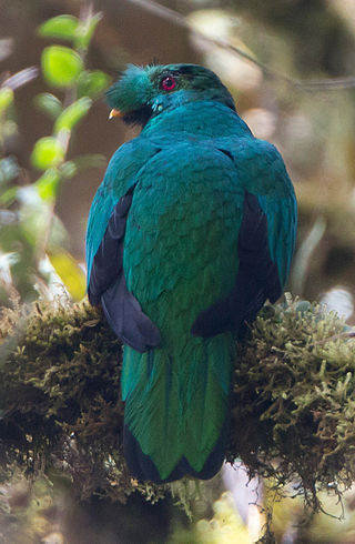 <span class="mw-page-title-main">Crested quetzal</span> Species of bird