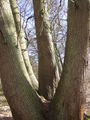 Ancient coppice as seen from other side