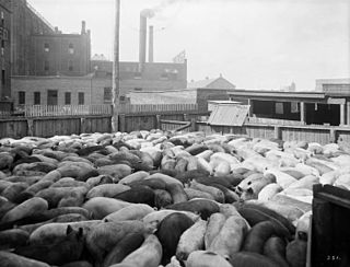 <span class="mw-page-title-main">Meat-packing industry</span> Industrial production of food and by-products from animals