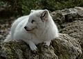 Greenland Arctic fox Vulpes lagopus foragorapusis polarræv