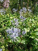 Eryngium alpinum.