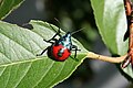 Euthyrhynchus floridanus (Anglice: Florida predatory stinkbug)