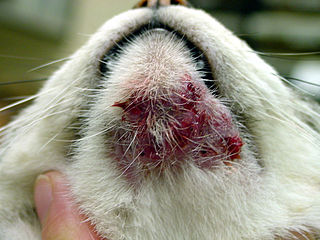 Feline acne