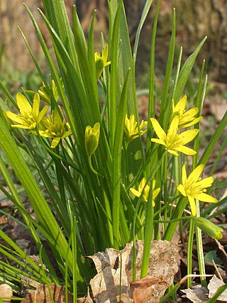 <i>Gagea</i> Genus of flowering plants in the lily family Liliaceae