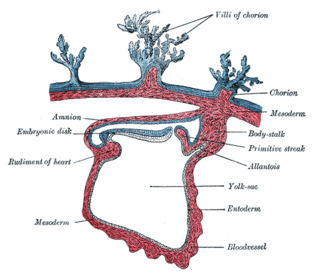 <span class="mw-page-title-main">Mesoderm</span> Middle germ layer of embryonic development