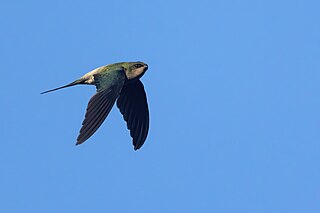 <span class="mw-page-title-main">Grey-rumped treeswift</span> Species of bird