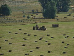 Haymaking 4 stacking bales for loading.jpg