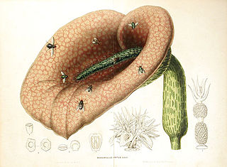 <i>Helicodiceros</i> Genus of flowering plants