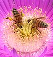 European honey bees, Lebanon.