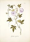 Ipomoea stipulacea Scharf.jpg