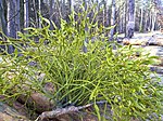 Underarten austriacum växandes på Pinus sylvestris, Polen.