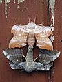 Image 9 Mating Photograph: Kateshortforbob Two poplar hawk-moths in the process of mating, the pairing of opposite-sex or hermaphroditic organisms, generally for the purposes of sexual reproduction. Mating may involve copulation if the species' fertilization is internal, but not if it is external. Different species use different strategies to select a mate, including random mating, disassortative mating, assortative mating, and a mating pool. More selected pictures