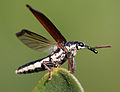 Rhinotia hemistictus momentos previos a volar