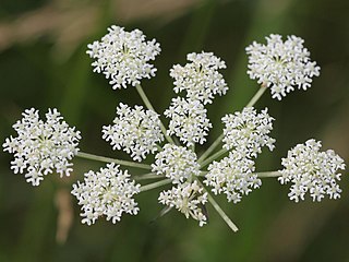 <i>Silphiodaucus prutenicus</i> Species of flowering plant