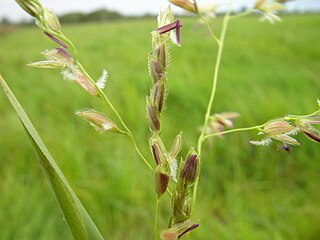 <i>Leersia</i> Genus of plants