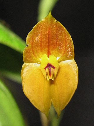 <i>Lepanthes</i> Genus of orchids