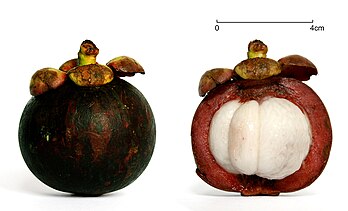 Fruto do mangostim (Garcinia mangostana) junto com seu corte transversal (definição 1 818 × 1 100)