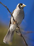 Noisy miner